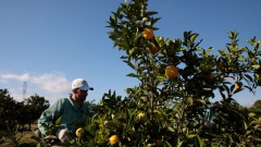 A worker pics oranges at an orchard