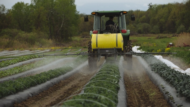A worker rides a tractor while spraying organic pesticide on crops at a farm in Hudson, New York, U.S, New York, U.S., on Monday, May 18, 2020. Livestock ranchers and produce growers are fighting for survival as they compete with other industries for billions of dollars in relief in what could be the last massive economic stimulus package lawmakers move this year. Photographer: Angus Mordant/Bloomberg