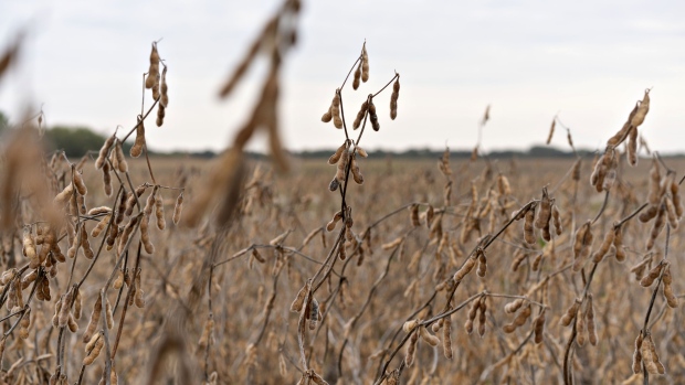 Soybeans stand in a field during a harvest in Tiskilwa, Illinois, U.S., on Tuesday, Sept. 18, 2018. With the trade war having a knock-on effect on agricultural commodity flows globally, the European Union has more than doubled its purchases of American beans in the season that began in July.