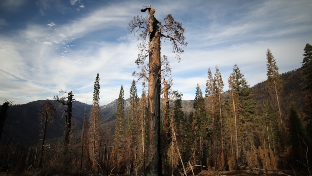 A dead giant sequoia tree after the Castle Fire in Sequoia National Forest, California, U.S.