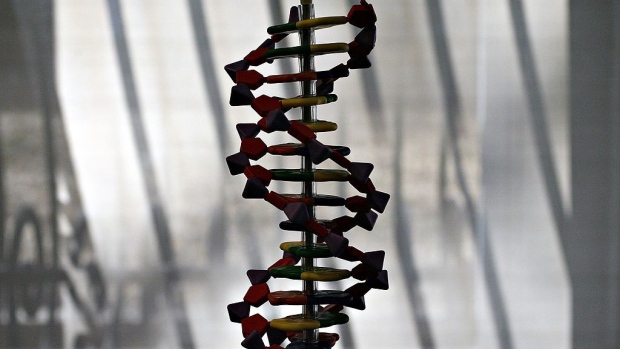 UNITED STATES - FEBRUARY 06: A model of human DNA is silhouetted against a window in the Sackler Educational Laboratory for Comparative Genomics and Human Origins during the media preview of the Anne and Bernard Spitzer Hall of Human Origins at the American Museum of Natural History in New York, Tuesday, Feb. 6, 2007. Mark Dixie and Steve Wright, both jailed in U.K. murder cases last week, have something else in common: the country's DNA database helped secure their convictions. (Photo by Daniel Acker/Bloomberg via Getty Images) Photographer: Bloomberg/Bloomberg