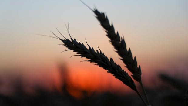 Wheat kernels during the summer harvest on a farm at sunset in Tersky village, near Stavropol, Russia.