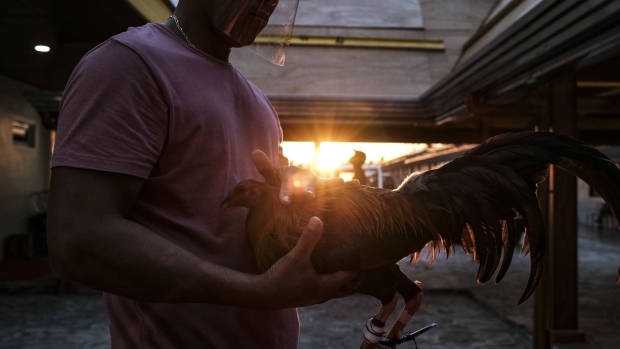 A private farm in Batangas where imported game fowls are housed and trained before they are entered into a competition. Photographer: Veejay Villafranca/Bloomberg