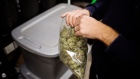A grower seals a bag of cannabis buds at a craft grow operation outside of Nelson, British Columbia, Canada.