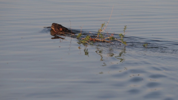 A beaver swims along the Red River in Winnipeg, Manitoba, in May 2021.
