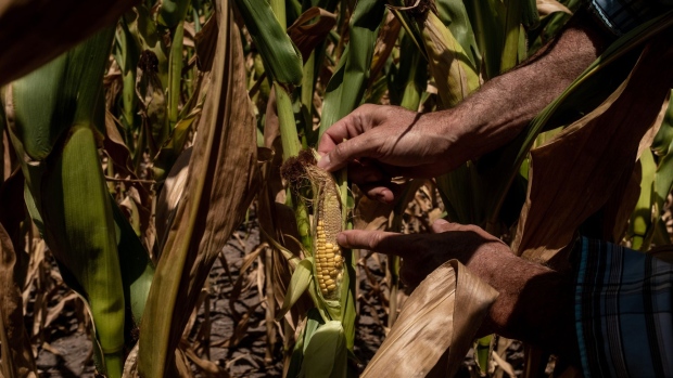 Stunted corn growth due to drought during a heat wave in Zarate, Buenos Aires province, Argentina, on Tuesday, Jan. 11, 2022. Argentina’s key agriculture areas saw intense and prolonged heat, coupled with little or no rain, through Jan. 12.