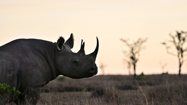 A black rhinoceros at dawn at ol-Pejeta conservancy at Laikipia's county headquarters, Nanyuki, near Mt. Kenya.