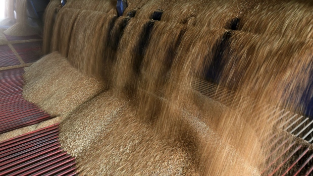 A truck unloads wheat grain during the summer wheat harvest on a farm operated by Ros Agro Plc, in Kazinka village, outside Belgorod, Russia, on Wednesday, July 11, 2018. Russian wheat has dominated sales to Egypt in recent years, accounting for 78 percent of total purchases in the 2017-18 season. Photographer: Andrey Rudakov/Bloomberg