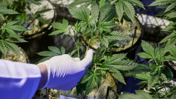 An employee inspects cannabis plants in a grow room at the Cilo Cybin Pharmaceutical Ltd. facility in Samrand, South Africa, on Friday, Aug. 20, 2021. Cilo Cybin is considering an initial public offering in the next 12 months after becoming the first South African company to win the right to grow, process and package cannabis products.