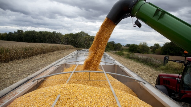 Corn is loaded onto a grain truck during a harvest in Princeton, Illinois, U.S., on Tuesday, Sept. 29, 2020. December corn futures up 3.4% to $3.77 1/4 a bushel, on pace for the biggest gain for the contract since mid-August. Photographer: Daniel Acker/Bloomberg