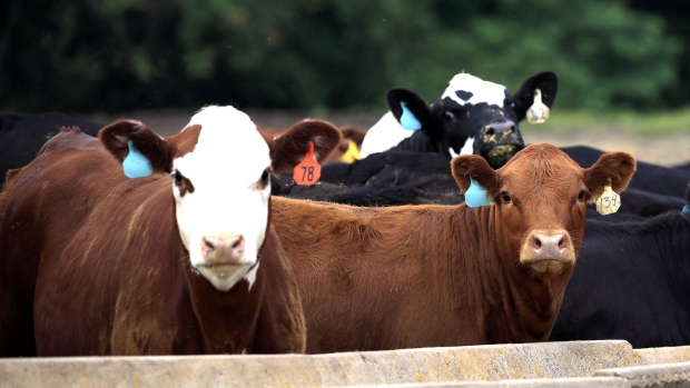 Cattle gather at a feed trough at a farm in Waddy, Kentucky, U.S., on Friday, June 25, 2021. In the U.S., sales of meat at grocery stores are down by more than 4% since January. Photographer: Bloomberg/Bloomberg