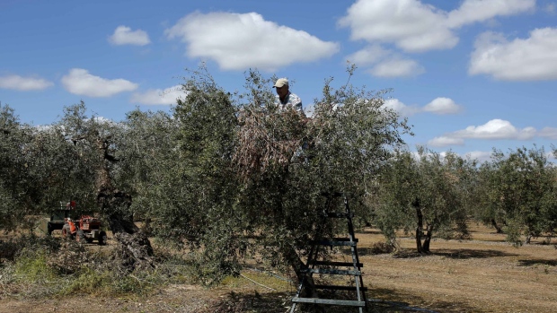 Manuel Sanchez, a field worker, prunes an olive tree in an olive grove near Moron Air Base in Arahal, Spain, on Wednesday, March 13, 2019. The relationship between Washington and Madrid is being put to the test after Trump slapped a 35% tariff on black Spanish table olives, following complaints by American growers that Madrid unfairly subsidizes its industry.