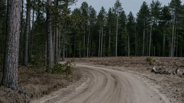 State and local governments in the U.S. are enrolling public-owned forests in carbon projects that could earn them tens of millions of dollars but provide little new help in the fight against climate change.  Photographer: Erin Kirkland/Bloomberg
