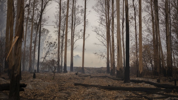 A eucalyptus and pine forest burned by wildfires in the Ibera Wetlands, Corrientes province, Argentina, on Tuesday, March 1, 2022. A total of 934,000 hectares (2.3m acres) of land has been burned through February 21, or 10.5% of all of Corrientes province, federal government agency INTA says in a weekly report.