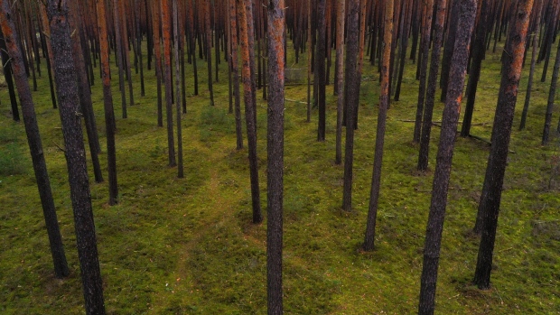 Pine trees and green moss in a forest. Photographer: Bloomberg Creative Photos/Bloomberg