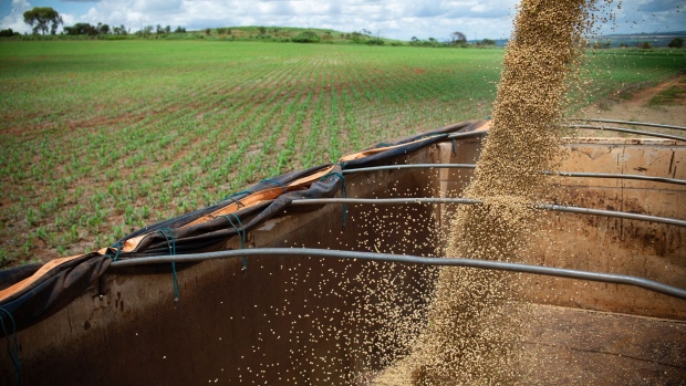 Soybeans during a harvest on a farm near Brasilia, Brazil, on Friday, March 4, 2022. Brazilian farmers are having trouble getting fertilizer for the next soybean crop after top-supplier Russia's invasion of Ukraine, a blow to producers already dealing with surging costs.