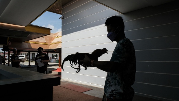 A breeder holds a rooster before a match at the Pitmasters Live compound in Lipa City, Batangas, the Philippines, on Saturday, Jan. 29, 2022. Cockfighting, in which two roosters spar to the death, has become an online craze in the Philippines.
