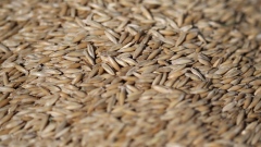 Oat seeds in a grain truck on a farm near Culross, Manitoba, Canada, on Thursday, April 22, 2021. Stockpiles of Canadian grains and oilseeds are forecast to drop due to "exceptionally strong exports," Agriculture and Agri-Food Canada says Tuesday in a report.