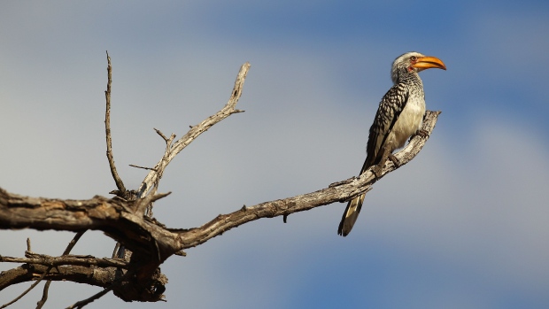 EDENI, SOUTH AFRICA - JULY 20: A yellow billed hornbill sits on a branch on July 20, 2010 in the Edeni Game Reserve, South Africa. Edeni is a 21,000 acre wilderness area with an abundance of game and birdlife located near Kruger National Park in South Africa. (Photo by Cameron Spencer/Getty Images)