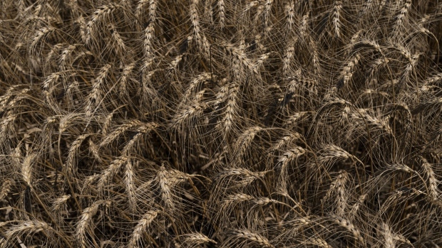 Winter wheat in a field during harvest in Pawnee, Oklahoma, U.S., on Wednesday, June 24, 2020. Soybean, corn and wheat futures in Chicago trimmed losses after President Donald Trump said the phase one trade deal with China is “fully intact” after his adviser Peter Navarro sowed confusion with comments interpreted as a decision to end the agreement. Photographer: Nick Oxford/Bloomberg