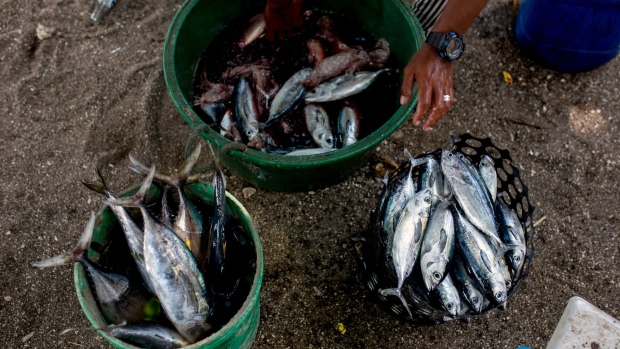 A fisherman handles freshly-caught fish at San Agustin village in Iba town, the Philippines, on Saturday, July 6, 2019. Fishermen are on the front lines of Asia’s most complex territorial dispute, which involves six claimants and outside powers like the U.S. with an interest in protecting a waterway that carries more than $3 trillion in trade each year. Photographer: Geric Cruz/Bloomberg