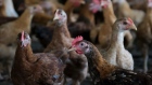 Chickens at the Chicken and Vegetables Farm Meranti facility in Puchong, Selangor, Malaysia, on Monday, March 14, 2022. Global food prices are at all-time highs, with a benchmark UN index soaring more than 40% over the past two years.