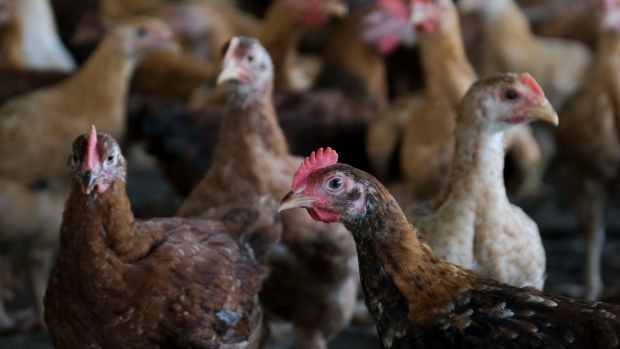 Chickens at the Chicken and Vegetables Farm Meranti facility in Puchong, Selangor, Malaysia, on Monday, March 14, 2022. Global food prices are at all-time highs, with a benchmark UN index soaring more than 40% over the past two years.