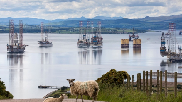 Bloomberg Best of the Year 2020: Sheep on a road in view of mobile offshore drilling units in the Port of Cromarty Firth in Cromarty, U.K., on Tuesday, June 23, 2020.