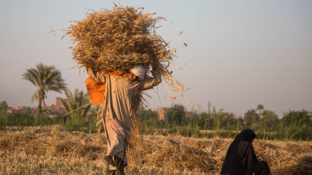 A worker carries wheat during the harvest in Fayoum, Egypt, on May 19. Photographer: Islam Safwat/Bloomberg