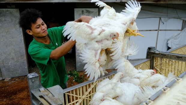 A worker loads chickens into a crate at a poultry farm in Sungai Panjang, Selangor, Malaysia, on Wednesday, May 25, 2022. Malaysia will halt exports of 3.6 million chickens a month from June 1, and investigate allegations of cartel pricing, Prime Minister Ismail Sabri Yaakob said Monday. The move is likely to hit Singapore, which sources a third of its supply from Malaysia, as well as in Thailand, Brunei, Japan and Hong Kong.