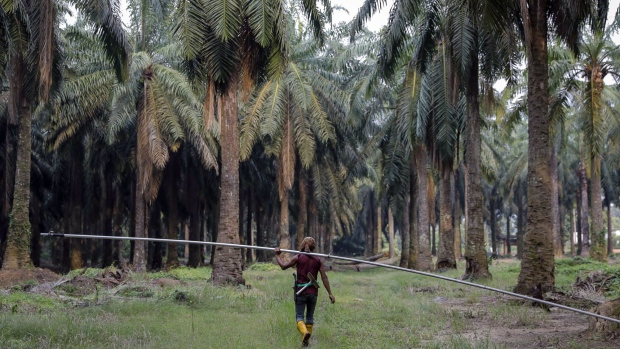 A palm oil plantation in Johore, Malaysia. Photographer: Joshua Paul/Bloomberg