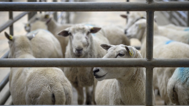 Sheep stand in holding pens during the weekly prime sheep & cast ewes livestock auction at Thirsk Farmers Auction Mart Ltd. in Thirsk, U.K., on Thursday, Oct. 24, 2019. According to the Agriculture and Horticulture Development Board, the EU accounts for 89% of the 392 million pounds ($477 million) of sheep meat products the U.K. exports every year. Photographer: Bethany Clarke/Bloomberg