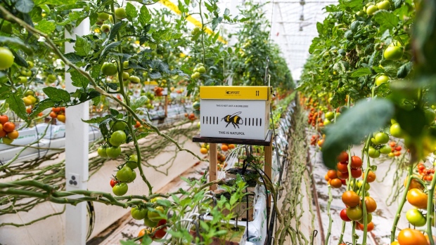 Pure Harvest Smart Farms has farms in the UAE and Saudi Arabia.