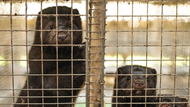 Minks in cages on a farm in Gjol, Denmark, on Friday, Nov. 6, 2020. Last week, Denmark revealed it had found a variant of coronavirus that officials fear could be so disruptive that it justified ordering the extermination of the country's entire mink population -- 17 million animals.