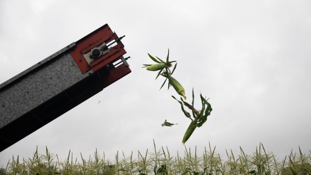A picker loads corn into a wagon during a harvest at a farm in Lansing, Michigan, U.S., on Thursday, Aug. 12, 2021. Corn prices rose after a U.S. report chopped estimates for yields, bringing down prospects for production this season.