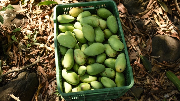 A crate of Manila mangoes on a farm in Actopan, Veracruz state, Mexico, on Wednesday, March 24, 2021. The National Mango Board (NMB) projects the total volume of mangoes shipped from Mexico to the U.S. over the next two months to be 34 percent higher year-over-year. Photographer: Hector Quintanar/Bloomberg