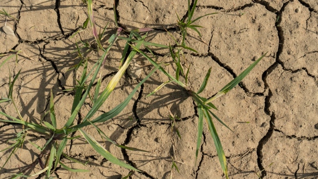 Cracked and dry earth in a paddy field in Lomello, province of Novara, Italy, on Friday, June 17, 2022. The Po river, that crosses Italy’s north horizontally, is at the lowest levels in 70 years and the drought is threatening crops.