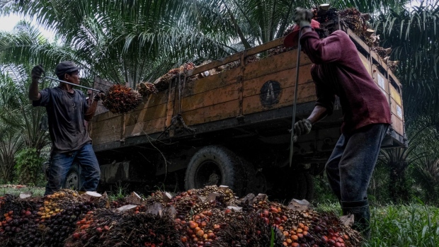 Workers load harvested palm oil fruit bunches onto a truck at a plantation in Kapar, Selangor, Malaysia, on Tuesday, Jan. 11, 2022. Palm oil swung between gains and losses as investors weighed weaker demand for the tropical oil against tighter supplies amid weather and labor problems in No. 2 grower Malaysia.