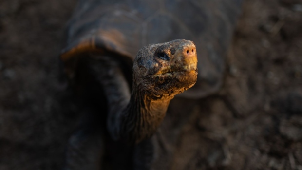 A Galapagos giant tortoise at the National Park in Puerto Ayora, Galapagos Islands, Ecuador, Jan. 14, 2022.  Photographer: Johis Alarcon/Bloomberg