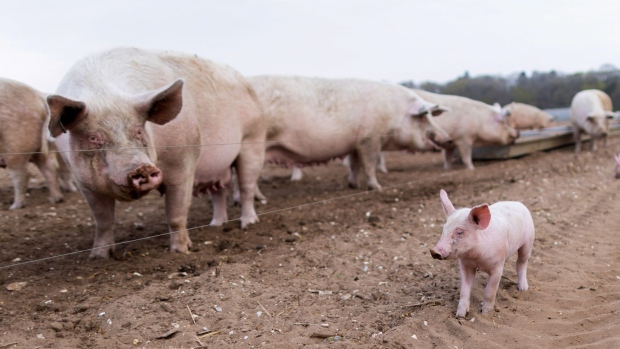 A piglet passes a sow pig at a farm near Thetford, UK
