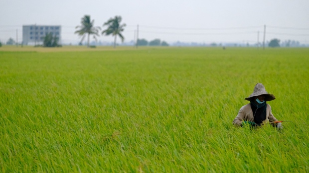 A farmer in a paddy field in Sekinchan, Selangor, Malaysia, on Tuesday, May 24, 2022. Malaysia will allow all parties to import food to ensure adequate supplies in the country, according to Prime Minister Ismail Sabri Yaakob. Malaysia joins other governments in taking steps to secure their own supplies with food costs surging to all-time highs as the war in Ukraine chokes crop supplies, piling inflationary pain on consumers and worsening a global hunger crisis. Photographer: Samsul Said/Bloomberg