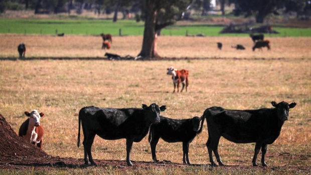 Cattle graze at a farm in Gunnedah, New South Wales, Australia, on Wednesday, May 27, 2020. A growing number of Australia's primary producers are mulling the potential for a further tightening of restrictions on Australia's agricultural exports by China. Two thirds of Australia’s farm production is exported, with almost one third of this, 28%, going to China, including 18% of Australia's total beef production, according to Australia's National Farmers' Federation. Photographer: David Gray/Bloomberg