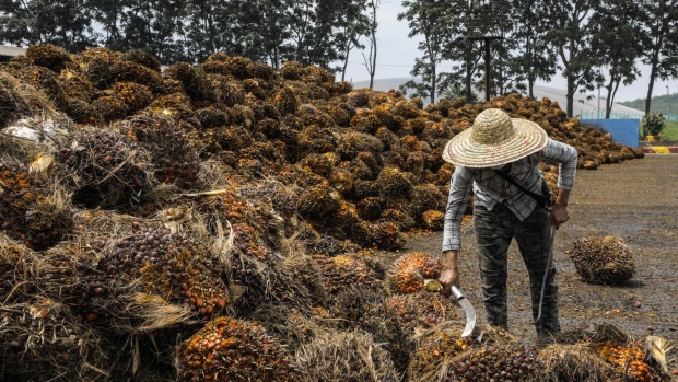 A worker inspects palm oil fruit bunches at the IOI Corp. Gomali palm oil estate in Gemas, Johor, Malaysia, on Wednesday, June 10, 2020. Palm oil stockpiles in Malaysia posted a surprise drop as of end-May as production in the world's second-largest grower eased for the first time in four months. Photographer: Joshua Paul/Bloomberg