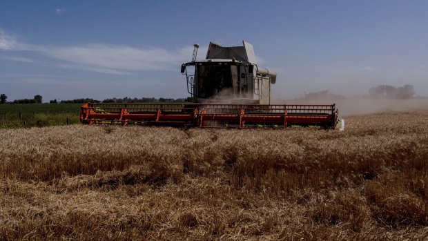 A harvester cuts wheat during a harvest in Bragado, Argentina, on Thursday, Dec. 2, 2021. Buenos Aires Grain Exchange says wheat harvest advanced to 32.8% complete.