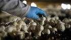 A harvester picks mushrooms in a mushroom house at Kaolin Mushroom Farm Inc. in Kennett Square, Pennsylvania, U.S., on Tuesday, March 4, 2014. According to The Mushroom Festival Inc., over 65 percent of the mushrooms consumed in the United States are grown in Southern Chester County where Kennett Square is located.