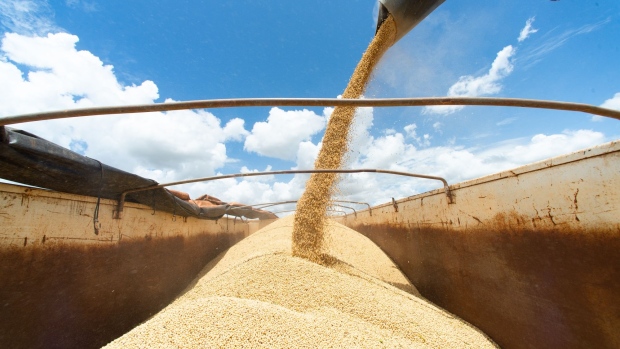 Soybeans are harvested on a farm near Brasilia, Brazil, on Friday, March 4, 2022. Brazilian farmers are having trouble getting fertilizer for the next soybean crop after top-supplier Russia's invasion of Ukraine, a blow to producers already dealing with surging costs.
