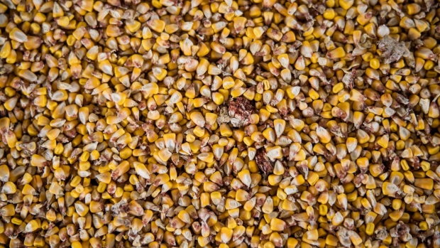 BC-Uganda-Corn-Industry-Demands-Ban-on-Exports-After-Poor-Season