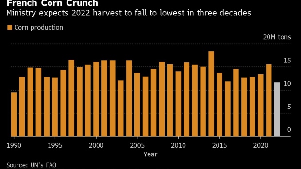 BC-Smallest-French-Corn-Crop-Since-1990-Shows-Drought’s-Huge-Toll