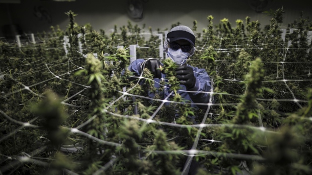 A worker wearing protective gear trims a plant at the Pideka SAS medical cannabis cultivation facility in Tocancipa, Colombia, on Tuesday, Dec. 22, 2020. Pideka, which was purchased by Ikanik Farms to become part of it's international pharmaceutical division, is a vertically integrated medical cannabis grower and the only licensed indoor producer in Colombia. Photographer: Ivan Valencia/Bloomberg
