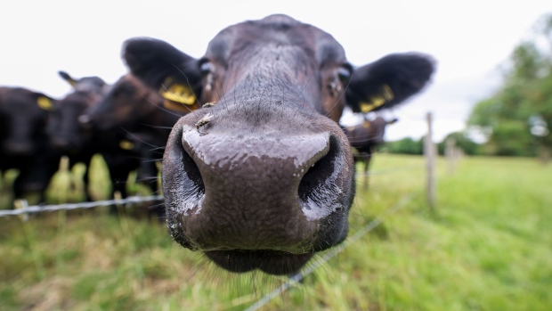 A cow peers through a fence in a field near Ulting, UK, on Tuesday, June 22, 2021. 